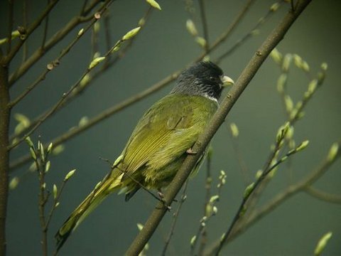 秦风·黄鸟