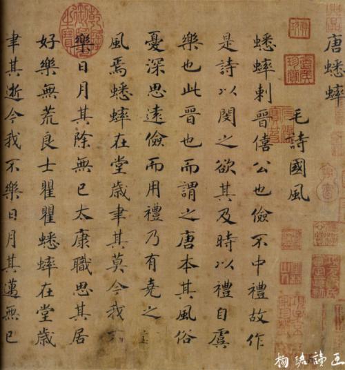 山油树