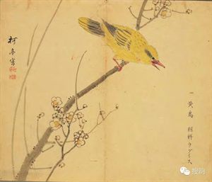 小鸭黄鸟