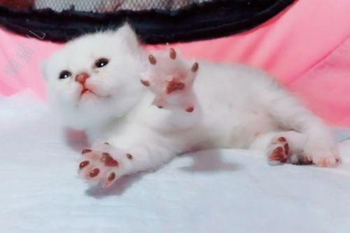 不抱家的猫_1200字