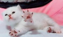 没有抱回家的猫_1200字