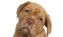 可爱的小狗_200字