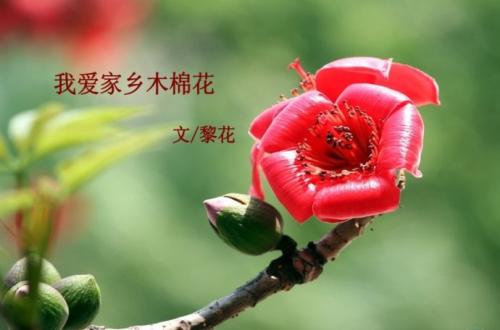 我爱故乡_450字的木棉花