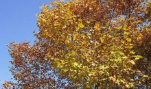 秋天的景物_350字