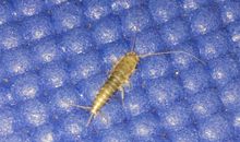 家有三“虫”_1000字