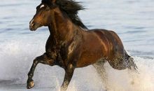 马，我为你哭泣_450字