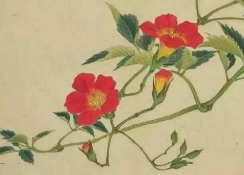 花枝花