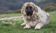 高山狼的战术_500字