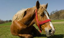 马，最美好的动物！_1500字