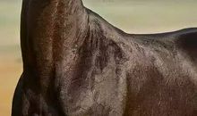 马，人类无言的朋友（1）_900字