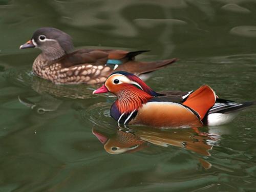 鸳鸯