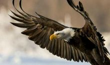 关于鸟的作文：我是啄木鸟_550字