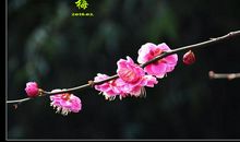 [春天来了]开在春天的梦之花_1000字