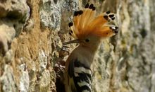 关于鸟的作文：啄木鸟_450字