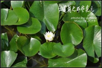 香枣花_1500字