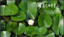 飘香的枣花儿_1500字