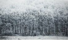 Winter in the South南方的冬天