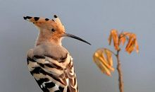 关于鸟的作文：啄木鸟_600字