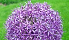 撕——紫色的梦_600字