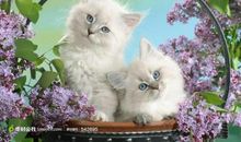 可爱的小猫_350字