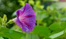 某年某月某一天_450字