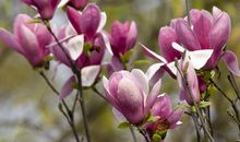 听，花开的声音_150字