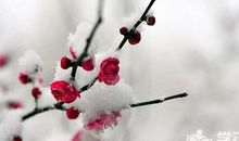 描写“梅花”的优美段落_350字