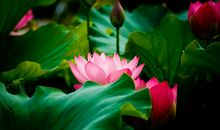 初一状物作文：荷花_600字