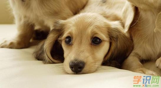 我的dog_400字