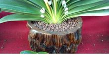 初一状物作文：君子兰_600字