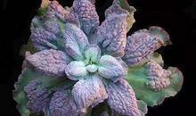 初一状物作文：多肉_500字