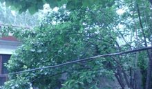 初一状物作文：杏树_550字