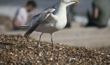 [我的偶像]我是一只小海鸥_800字