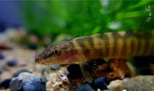 [小升初征文]动物语录_800字