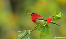 关于鸟的作文：笨鸟先飞_600字