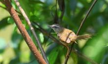 关于鸟的作文：画眉鸟_650字