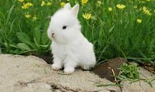 [PK赛]关于动物的作文：瞧，那只小花猫_400字