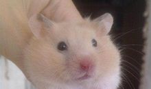 可爱的金丝熊_450字