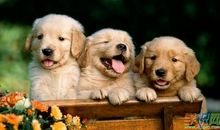 [PK赛]关于动物的作文：我家的小白狗_400字