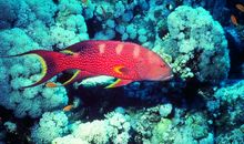 奇妙的海底世界　_300字