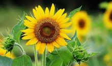 永远向着太阳 ——向日葵的启示_550字