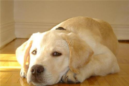 Dog_550字