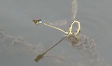 蜻蜓为什么要点水_300字