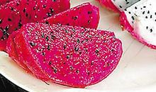 火龙果的自述_550字