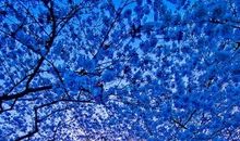 回忆那棵树_200字