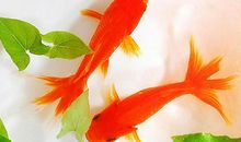 我和小金鱼_300字