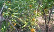 描写“秋天的田野”的优美段落_350字