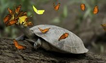 流泪的蝴蝶_750字