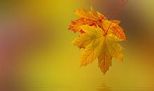 秋天的落叶_600字