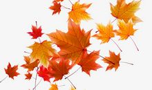 秋天的落叶_650字